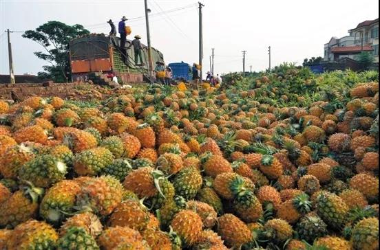 基业传“菠”爱，助农渡难关